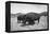 Bison in Wildlife Refuge-Philip Gendreau-Framed Premier Image Canvas