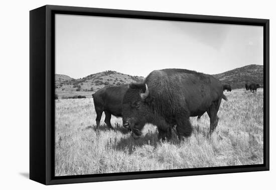 Bison in Wildlife Refuge-Philip Gendreau-Framed Premier Image Canvas