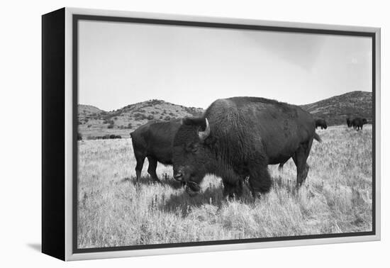 Bison in Wildlife Refuge-Philip Gendreau-Framed Premier Image Canvas