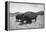 Bison in Wildlife Refuge-Philip Gendreau-Framed Premier Image Canvas