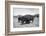Bison in Wildlife Refuge-Philip Gendreau-Framed Photographic Print
