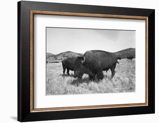 Bison in Wildlife Refuge-Philip Gendreau-Framed Photographic Print