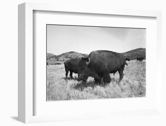 Bison in Wildlife Refuge-Philip Gendreau-Framed Photographic Print