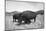 Bison in Wildlife Refuge-Philip Gendreau-Mounted Photographic Print