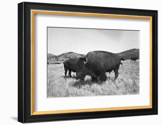 Bison in Wildlife Refuge-Philip Gendreau-Framed Photographic Print