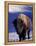 Bison in Yellowstone National Park, Wyoming, USA-Gavriel Jecan-Framed Premier Image Canvas