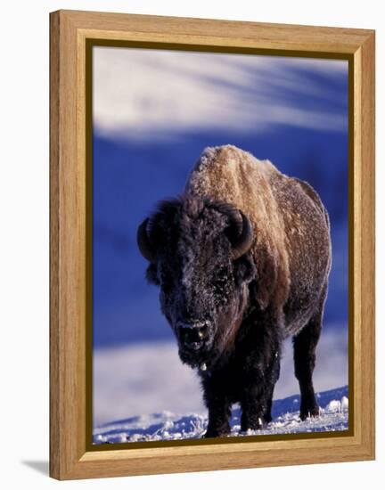 Bison in Yellowstone National Park, Wyoming, USA-Gavriel Jecan-Framed Premier Image Canvas