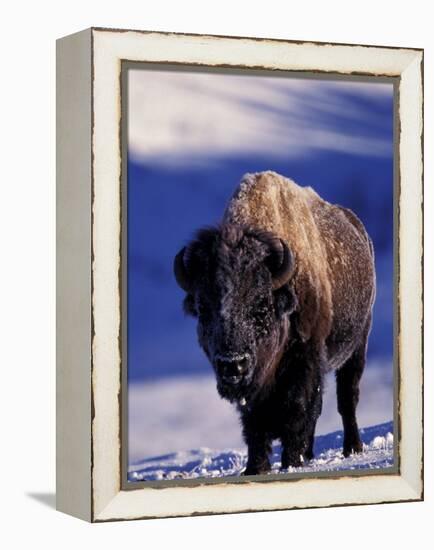 Bison in Yellowstone National Park, Wyoming, USA-Gavriel Jecan-Framed Premier Image Canvas