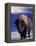 Bison in Yellowstone National Park, Wyoming, USA-Gavriel Jecan-Framed Premier Image Canvas