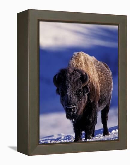 Bison in Yellowstone National Park, Wyoming, USA-Gavriel Jecan-Framed Premier Image Canvas