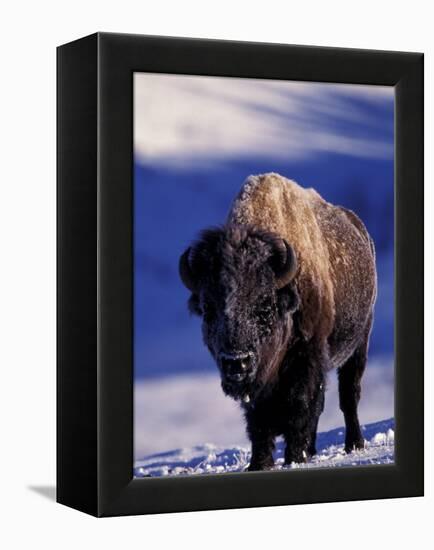 Bison in Yellowstone National Park, Wyoming, USA-Gavriel Jecan-Framed Premier Image Canvas