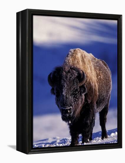Bison in Yellowstone National Park, Wyoming, USA-Gavriel Jecan-Framed Premier Image Canvas