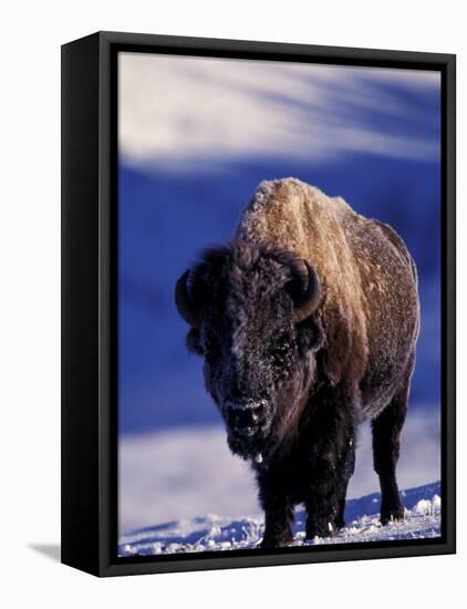 Bison in Yellowstone National Park, Wyoming, USA-Gavriel Jecan-Framed Premier Image Canvas