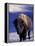 Bison in Yellowstone National Park, Wyoming, USA-Gavriel Jecan-Framed Premier Image Canvas