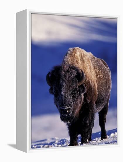 Bison in Yellowstone National Park, Wyoming, USA-Gavriel Jecan-Framed Premier Image Canvas