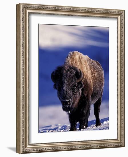 Bison in Yellowstone National Park, Wyoming, USA-Gavriel Jecan-Framed Photographic Print