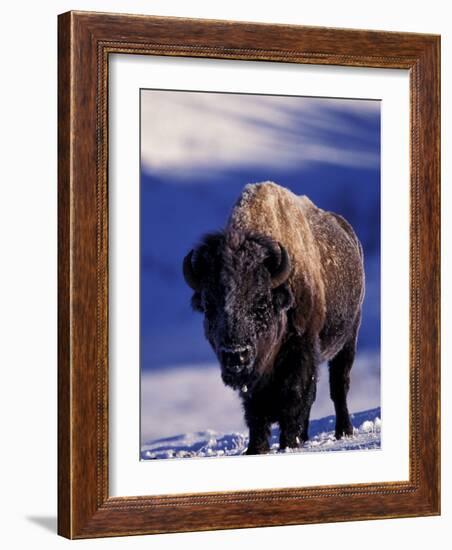 Bison in Yellowstone National Park, Wyoming, USA-Gavriel Jecan-Framed Photographic Print