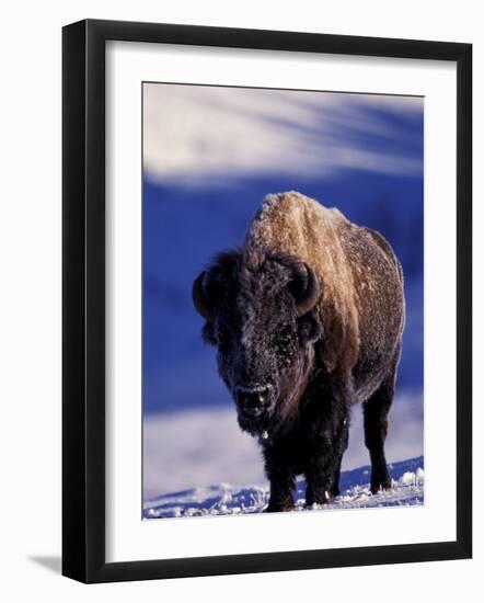 Bison in Yellowstone National Park, Wyoming, USA-Gavriel Jecan-Framed Photographic Print