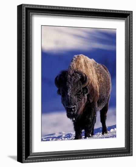 Bison in Yellowstone National Park, Wyoming, USA-Gavriel Jecan-Framed Photographic Print