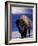 Bison in Yellowstone National Park, Wyoming, USA-Gavriel Jecan-Framed Photographic Print