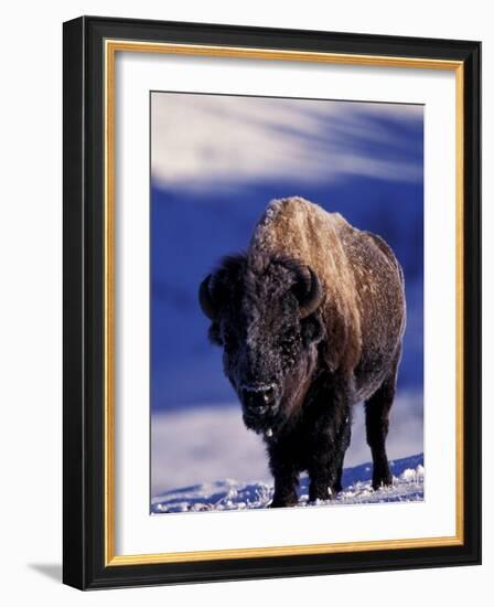 Bison in Yellowstone National Park, Wyoming, USA-Gavriel Jecan-Framed Photographic Print