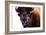Bison in Yellowstone National Park-Jason Savage-Framed Giclee Print