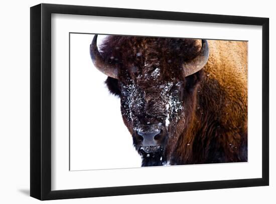 Bison in Yellowstone National Park-Jason Savage-Framed Giclee Print