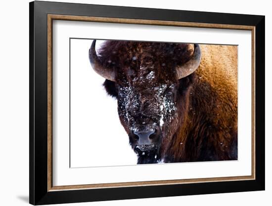 Bison in Yellowstone National Park-Jason Savage-Framed Giclee Print