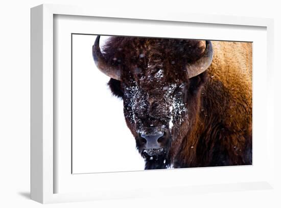 Bison in Yellowstone National Park-Jason Savage-Framed Giclee Print