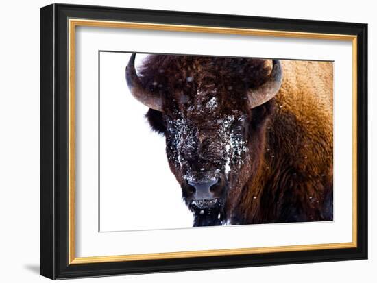 Bison in Yellowstone National Park-Jason Savage-Framed Giclee Print