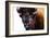 Bison in Yellowstone National Park-Jason Savage-Framed Giclee Print