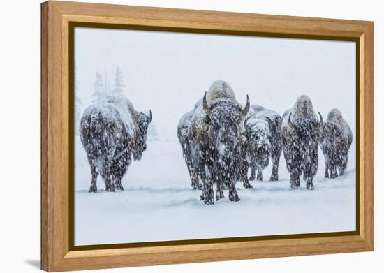 Bison in Yellowstonre National Park-Art Wolfe-Framed Premier Image Canvas