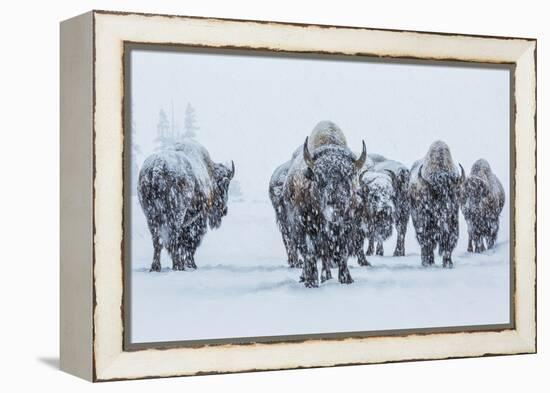 Bison in Yellowstonre National Park-Art Wolfe-Framed Premier Image Canvas