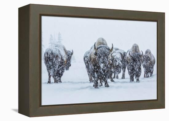 Bison in Yellowstonre National Park-Art Wolfe-Framed Premier Image Canvas