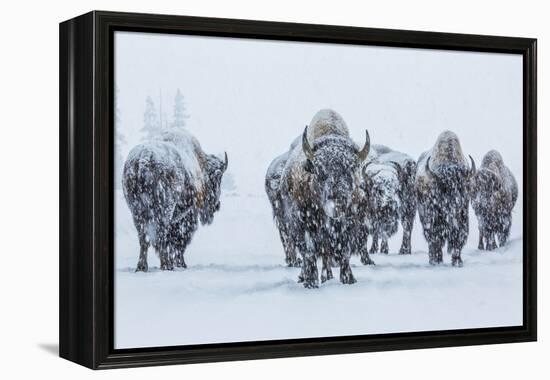 Bison in Yellowstonre National Park-Art Wolfe-Framed Premier Image Canvas