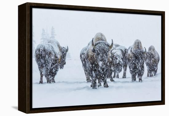 Bison in Yellowstonre National Park-Art Wolfe-Framed Premier Image Canvas