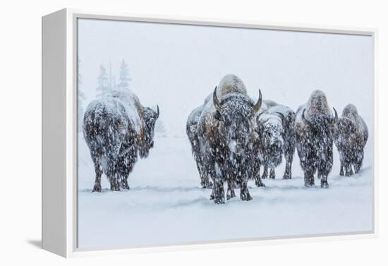 Bison in Yellowstonre National Park-Art Wolfe-Framed Premier Image Canvas