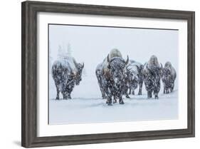 Bison in Yellowstonre National Park-Art Wolfe-Framed Photographic Print