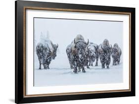 Bison in Yellowstonre National Park-Art Wolfe-Framed Photographic Print