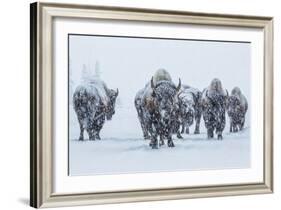 Bison in Yellowstonre National Park-Art Wolfe-Framed Photographic Print