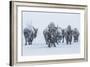 Bison in Yellowstonre National Park-Art Wolfe-Framed Photographic Print