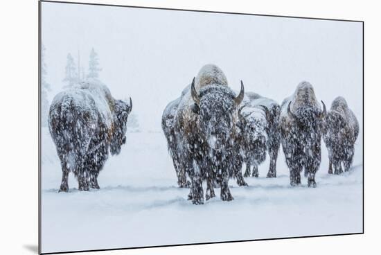 Bison in Yellowstonre National Park-Art Wolfe-Mounted Photographic Print