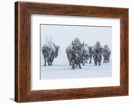 Bison in Yellowstonre National Park-Art Wolfe-Framed Photographic Print