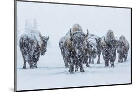 Bison in Yellowstonre National Park-Art Wolfe-Mounted Photographic Print
