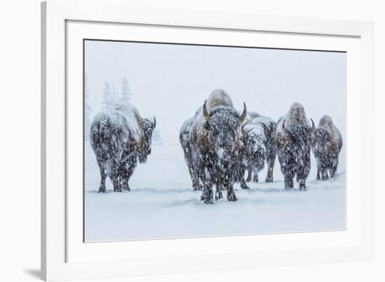 Bison in Yellowstonre National Park-Art Wolfe-Framed Photographic Print