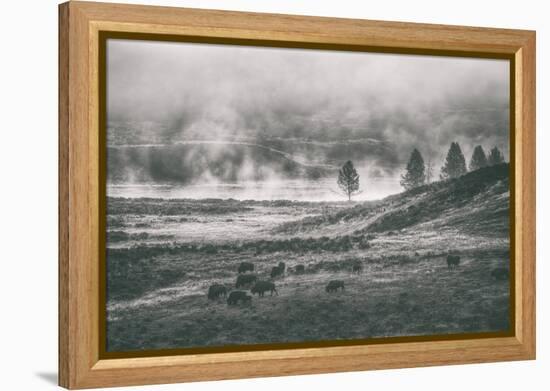 Bison Mist Landscape, Hayden Valley Yellowstone-Vincent James-Framed Premier Image Canvas