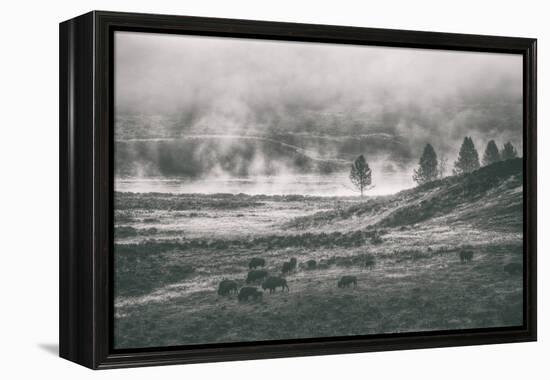 Bison Mist Landscape, Hayden Valley Yellowstone-Vincent James-Framed Premier Image Canvas