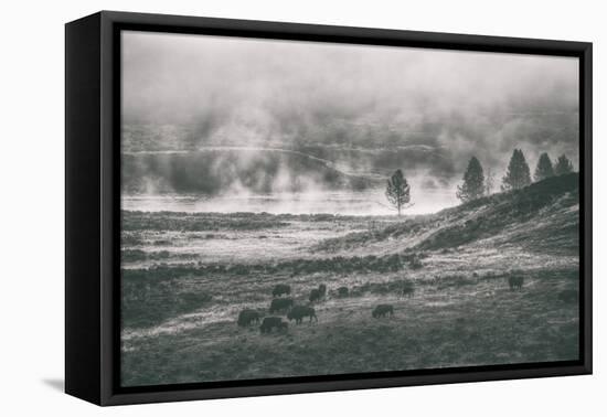 Bison Mist Landscape, Hayden Valley Yellowstone-Vincent James-Framed Premier Image Canvas