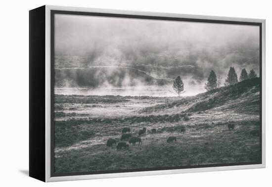 Bison Mist Landscape, Hayden Valley Yellowstone-Vincent James-Framed Premier Image Canvas