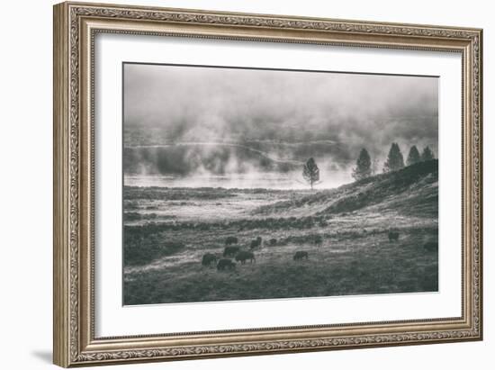 Bison Mist Landscape, Hayden Valley Yellowstone-Vincent James-Framed Photographic Print